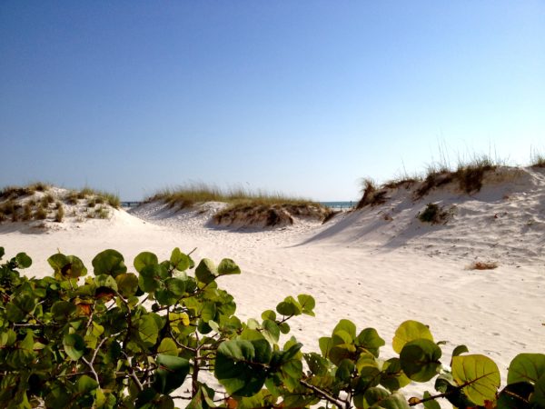 Sand Dunes at the Sandpearl on Clearwater Beach